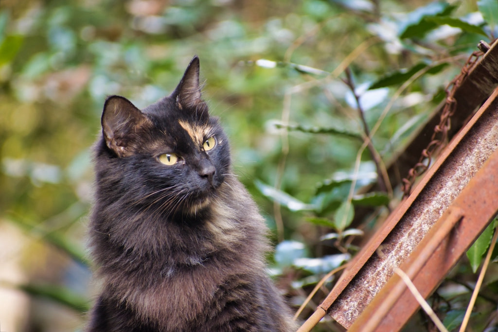 猫が脱走！どうやって探せばいい？