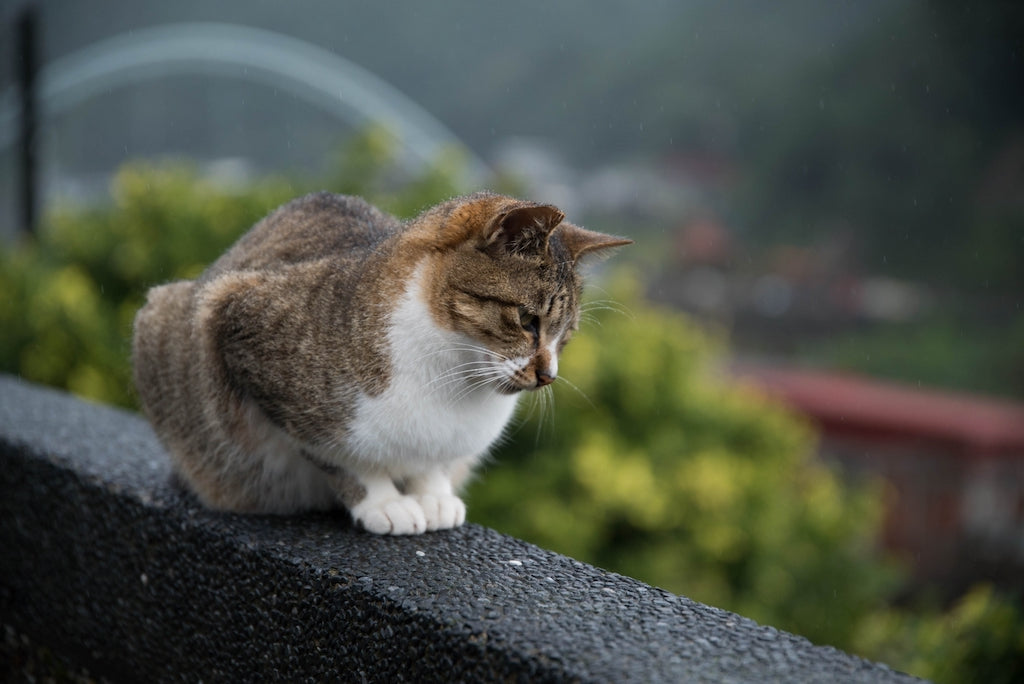 迷子になるのは圧倒的に猫が多い