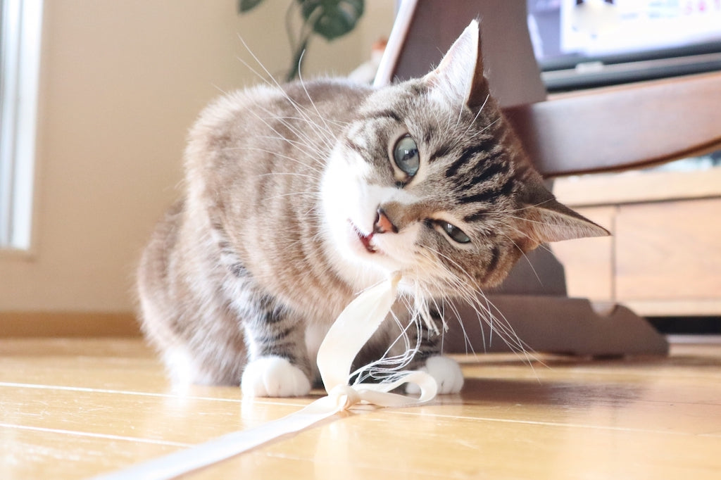 猫が誤飲・誤食しやすいもの