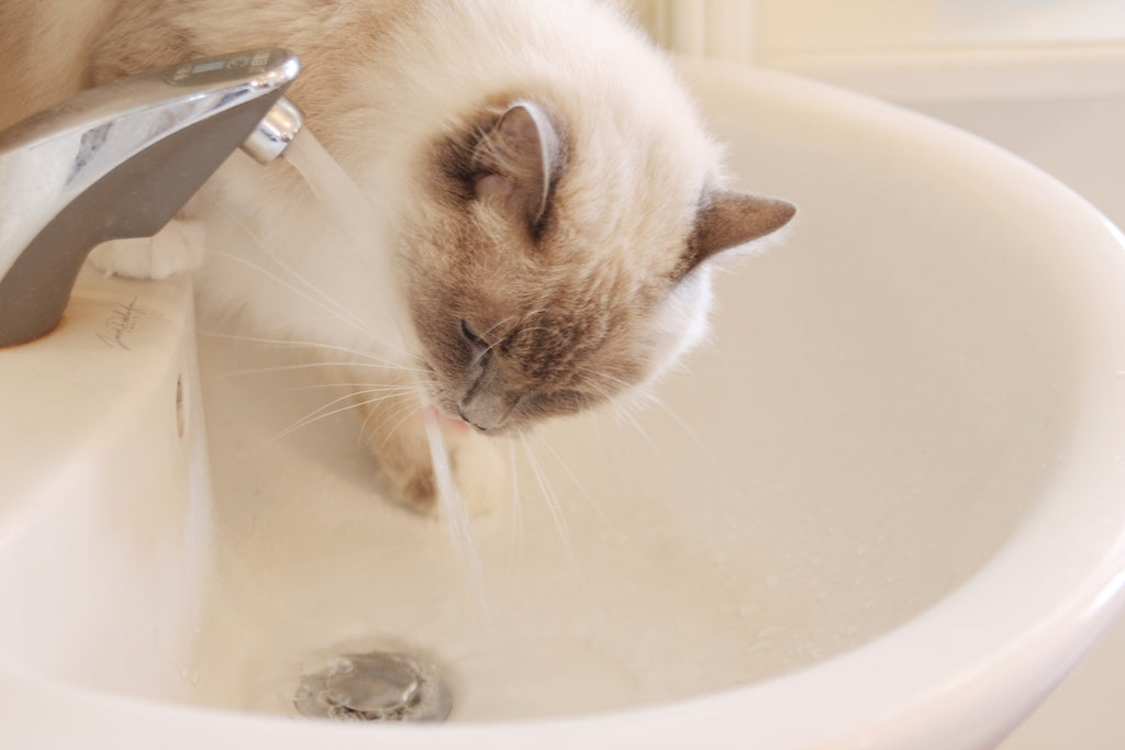 猫が1日に必要な水分量