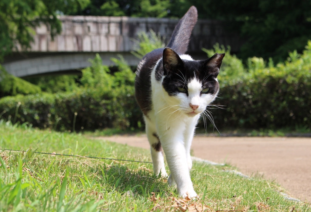 猫首輪とマイクロチップは必須