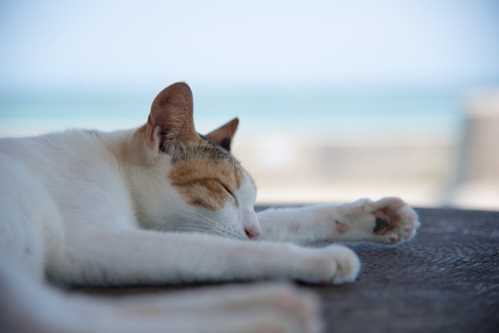 猫も夏バテする？