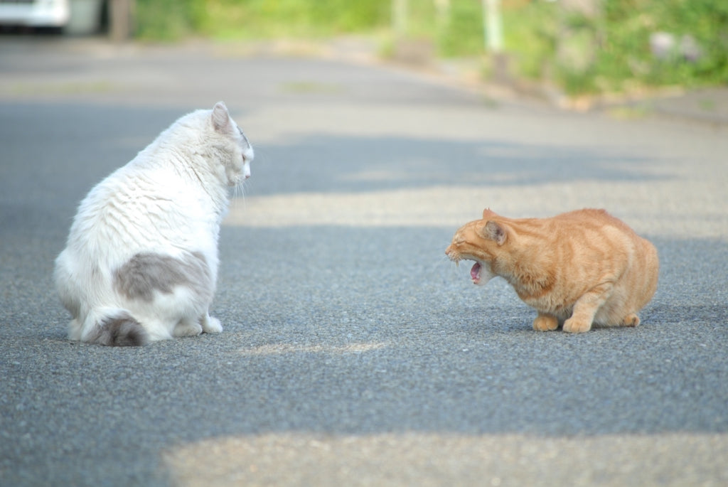 猫の発情期対策