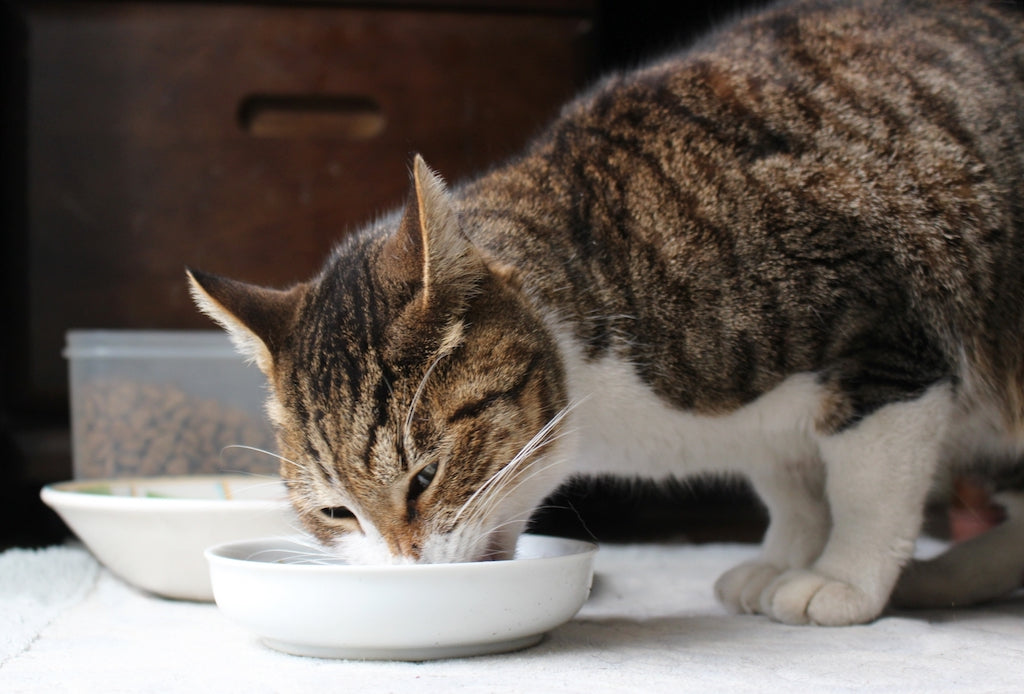 猫を連れて避難するときに必要なグッズ