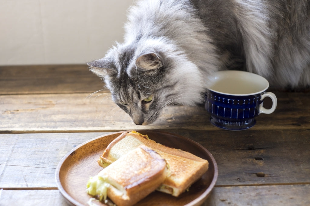 猫にパンを与えるのはNG！おすすめしない4つの理由