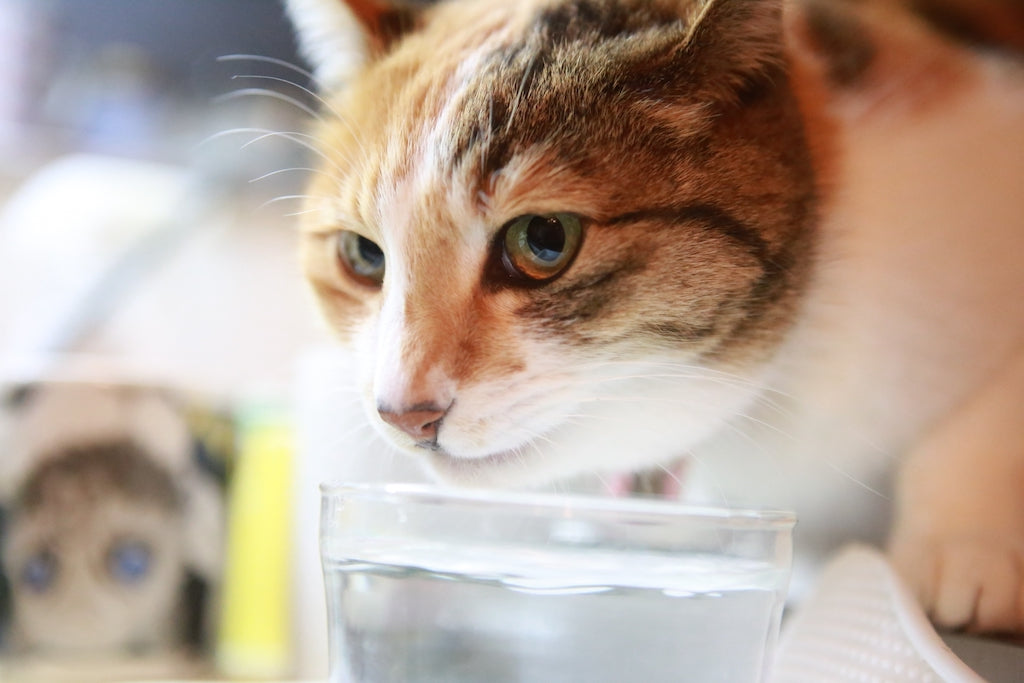 猫が水を飲まないときの対策