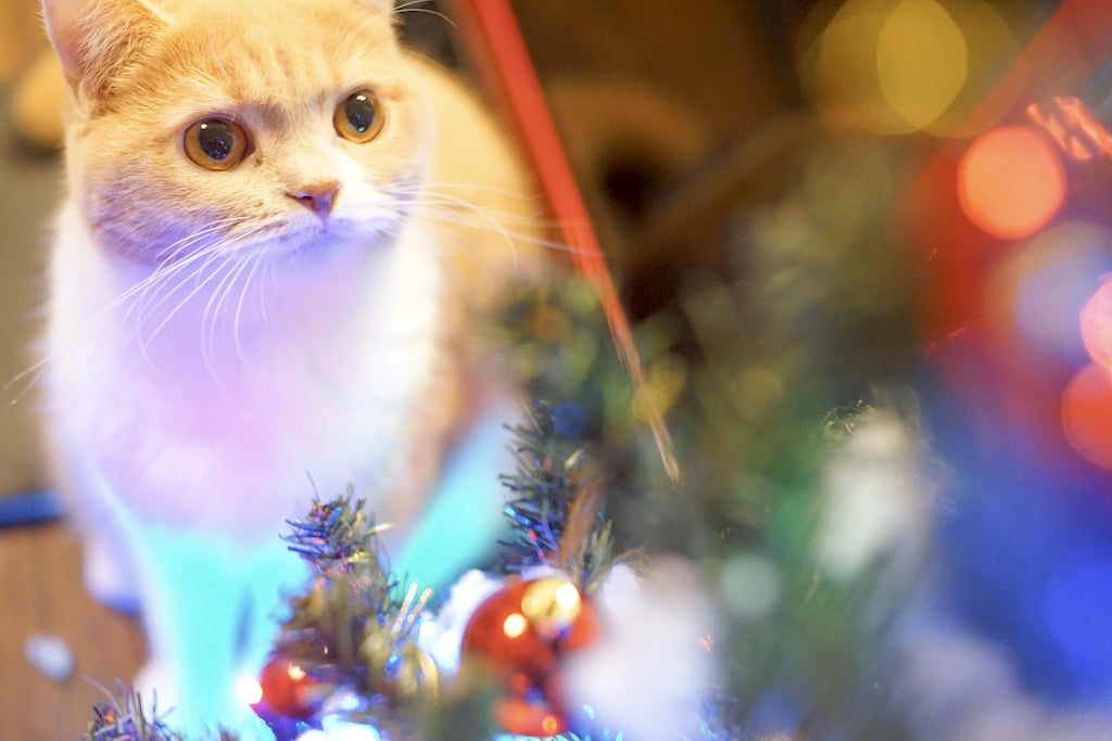 大切な猫ちゃんへのクリスマスプレゼントに