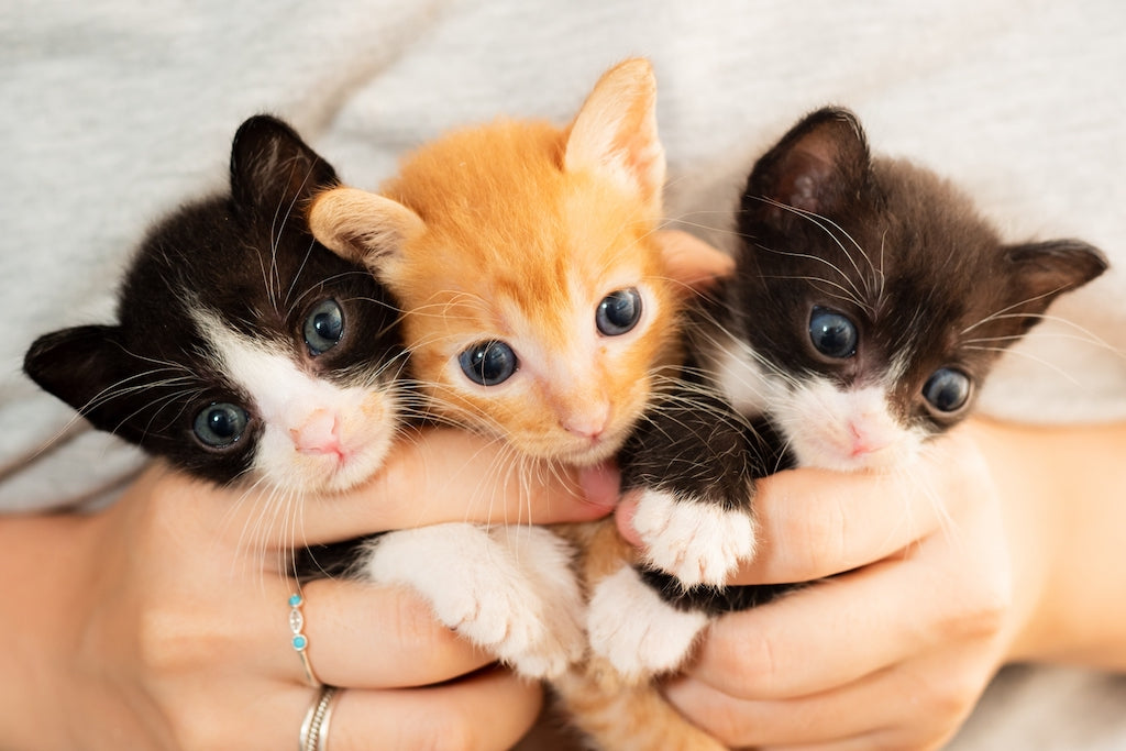 保護猫の正式譲渡までの流れ