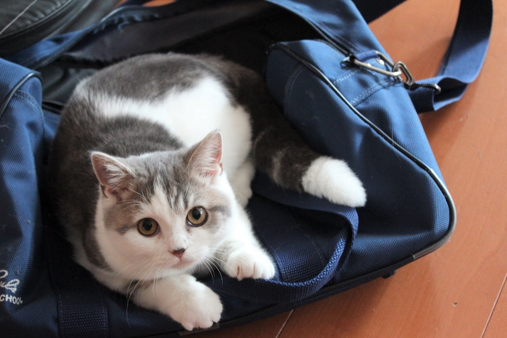 猫を旅行に連れて行ける？