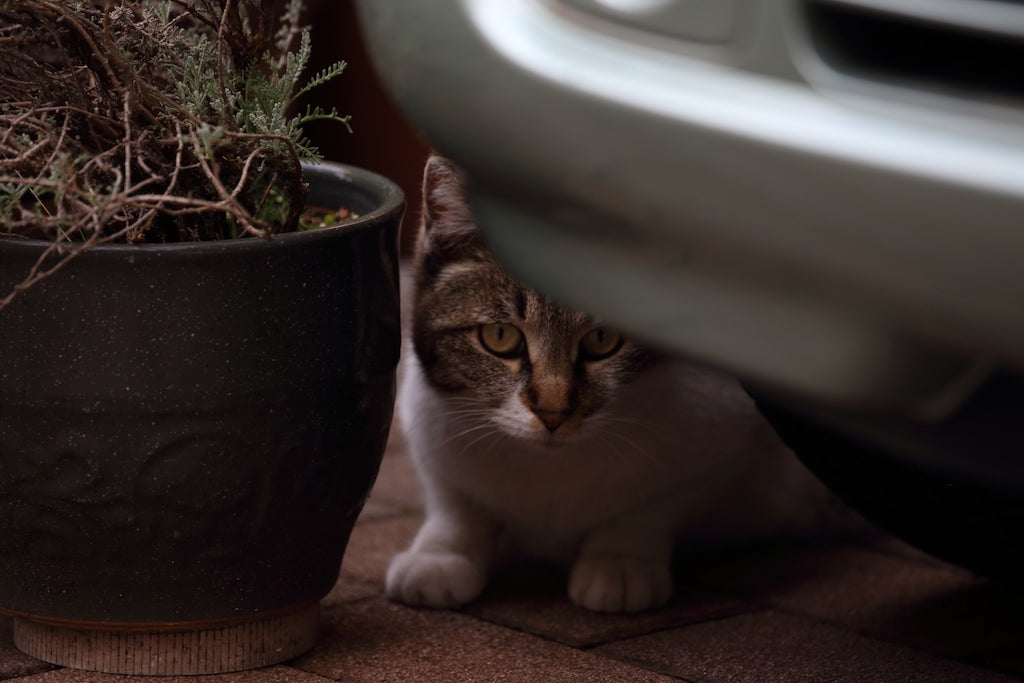 震災で迷子になった猫の捜し方