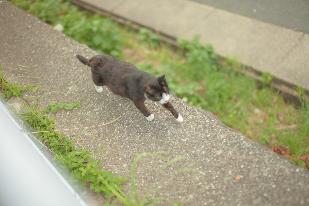 完全室内飼いの猫が脱走してしまう理由