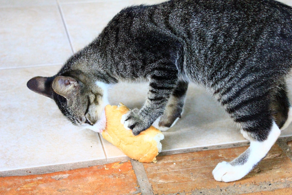 愛猫がパンを食べてしまったときにすべき対応