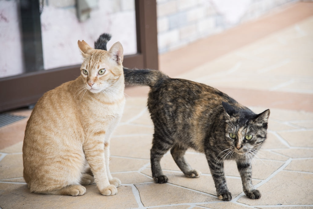 猫の鳴き声のバリエーションはとっても豊富