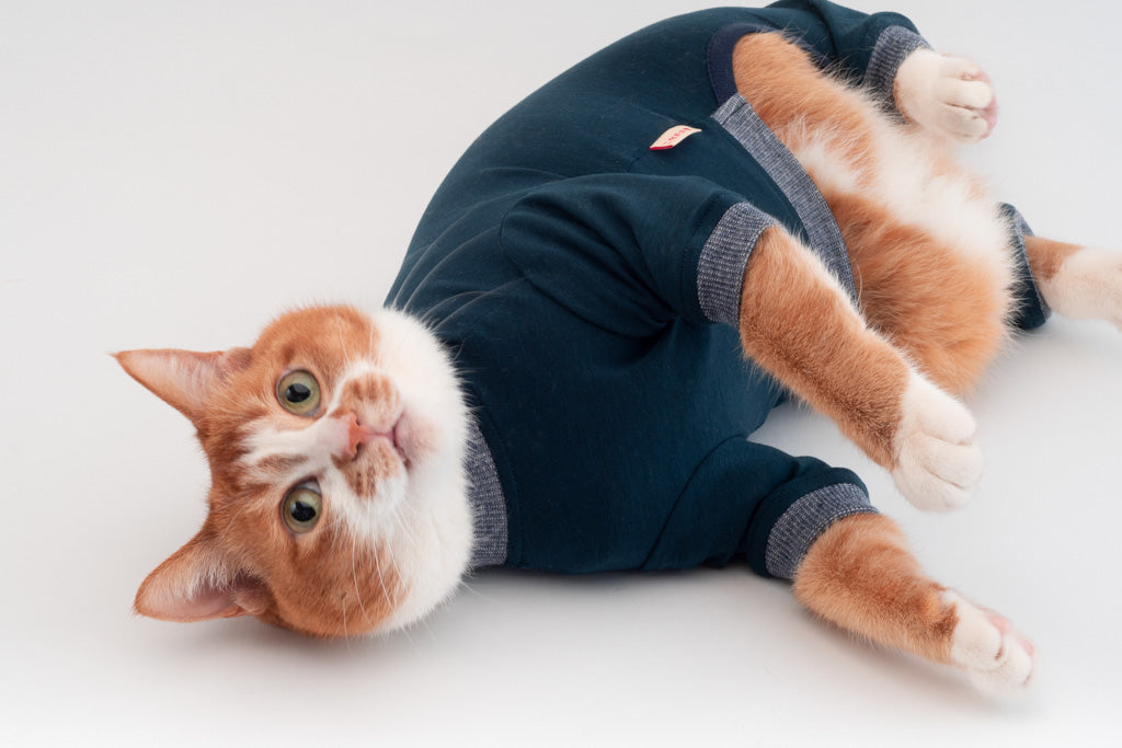 猫にロンパースを着せるときの注意！