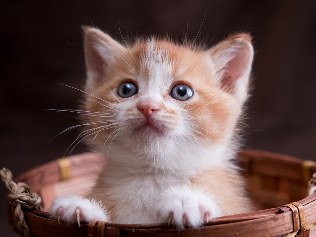 猫首輪の選び方、それぞれ。