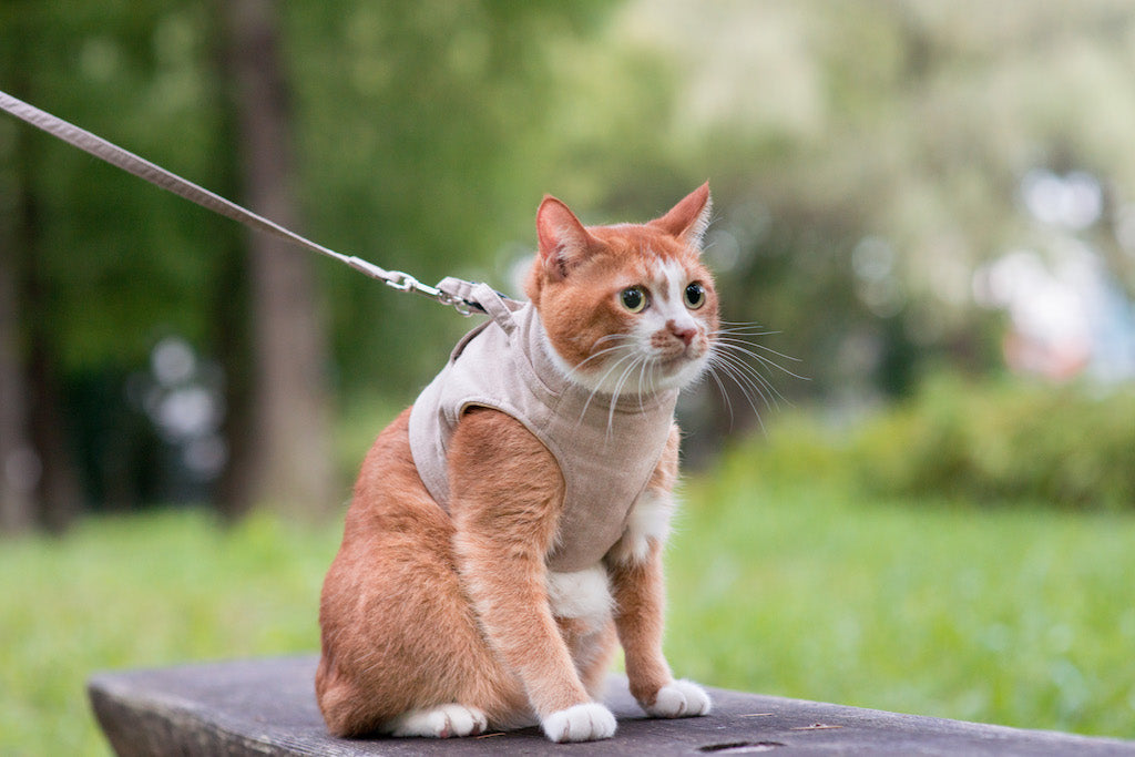 避難生活では猫用ハーネスが役に立つ