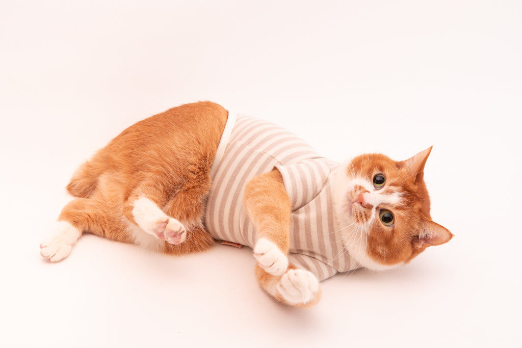 猫に服は必要なの？