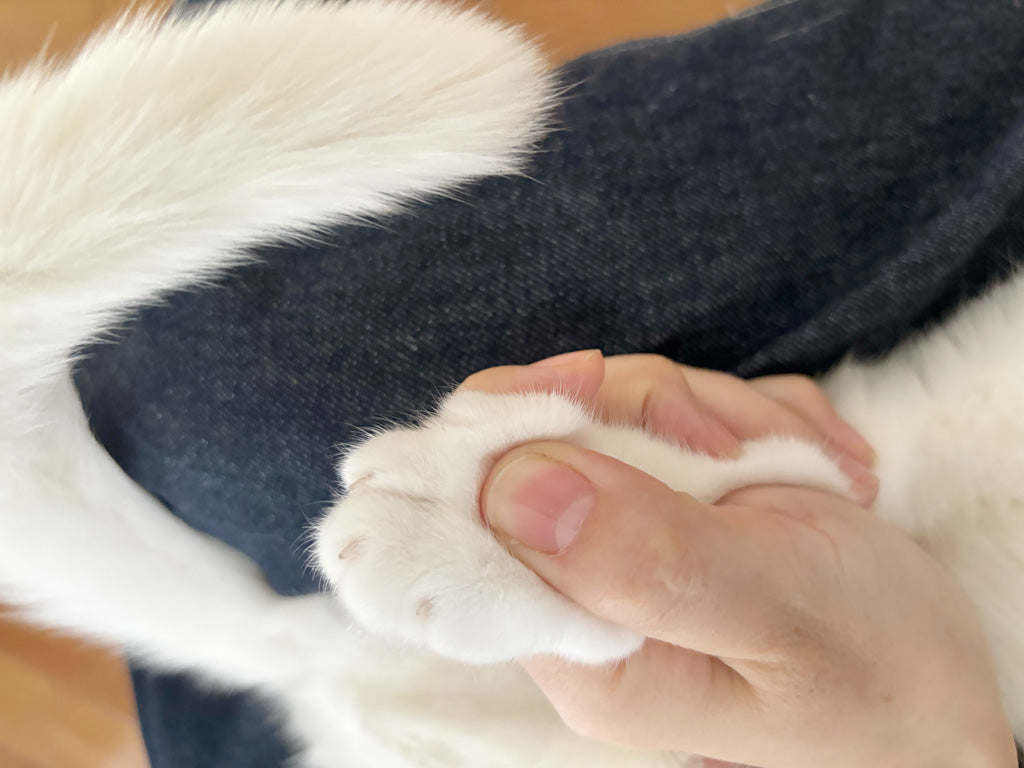 その時のライフスタイルやインテリア、猫ちゃんの年齢などに合わせて変えてみるのも楽しそうですね。