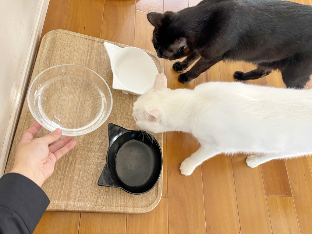 ちなみに我が家は家にあったガラスボウルを飲み水の器としてずっと使っています。