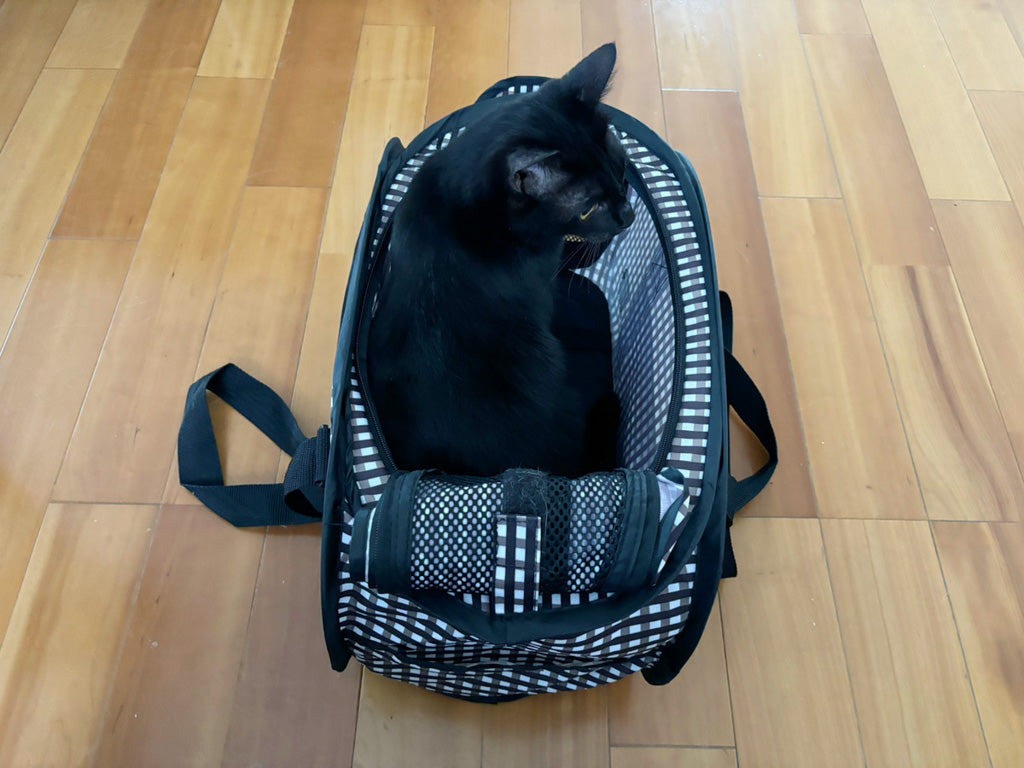 避難用のキャリーバッグに入る愛猫