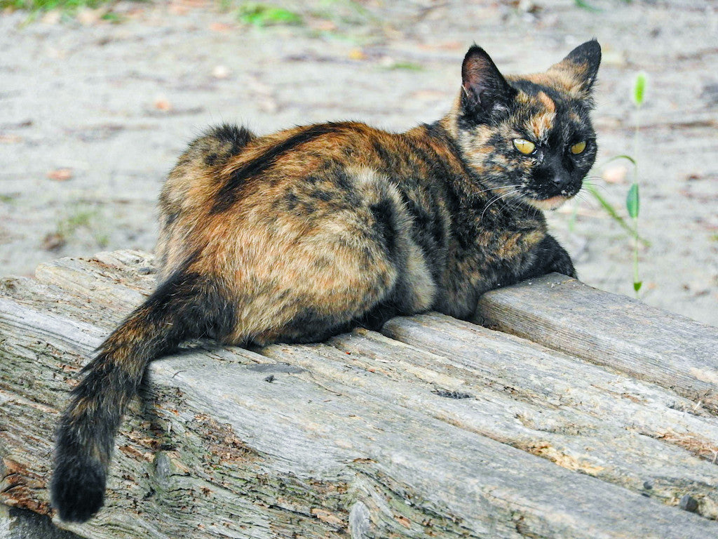 猫の発情期にやるべきこと やってはいけないこと 鳴き声と尿スプレー対策 ぽぽねこの読みもの ぽぽねこ公式オンラインショップ