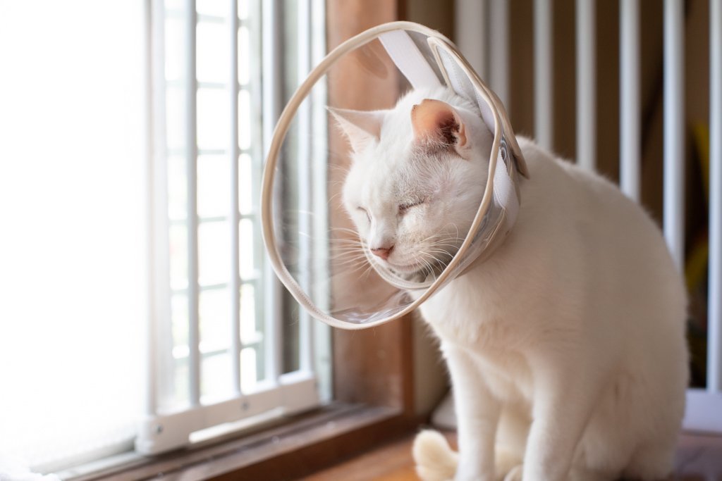 猫のハゲの治療法と予防法