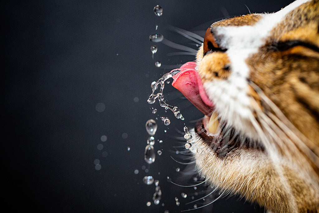 猫は水の味の違いがわかる