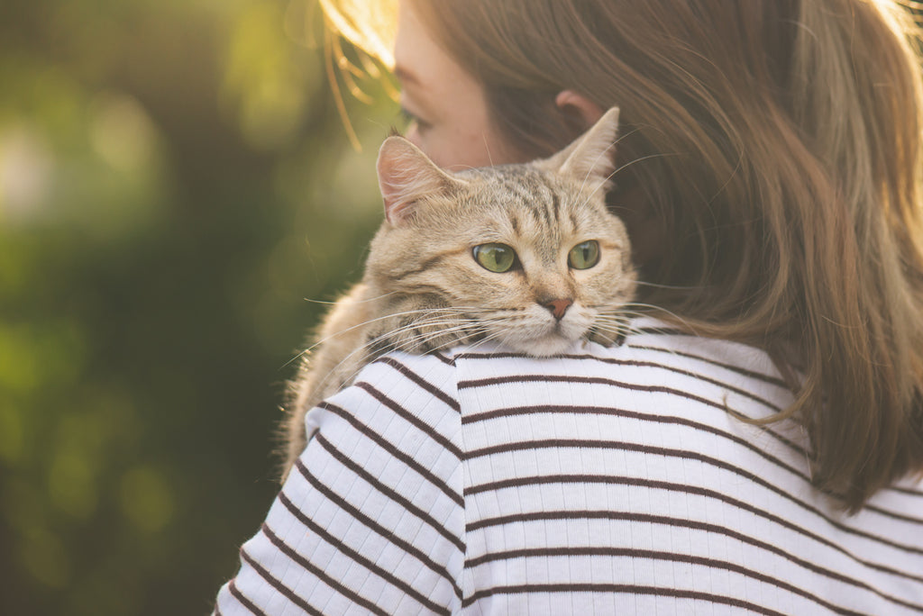 一人暮らしでも猫を飼えるのか