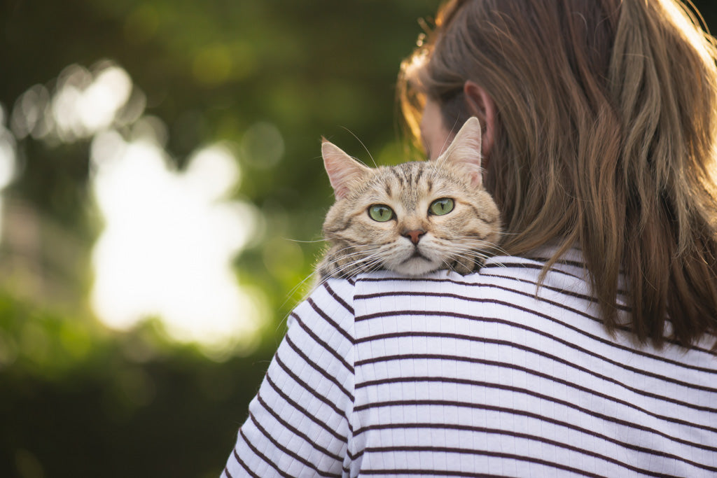 猫のマイクロチップはいくらかかる？