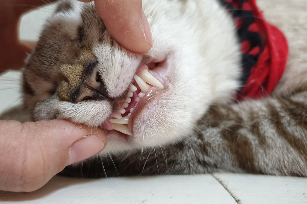 猫の歯周病の症状