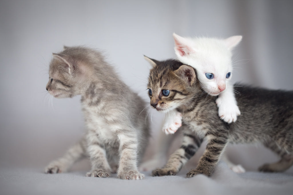 子猫がフードを食べないときのNG対応