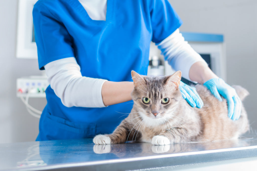 猫白血病ウイルス感染症の治療法