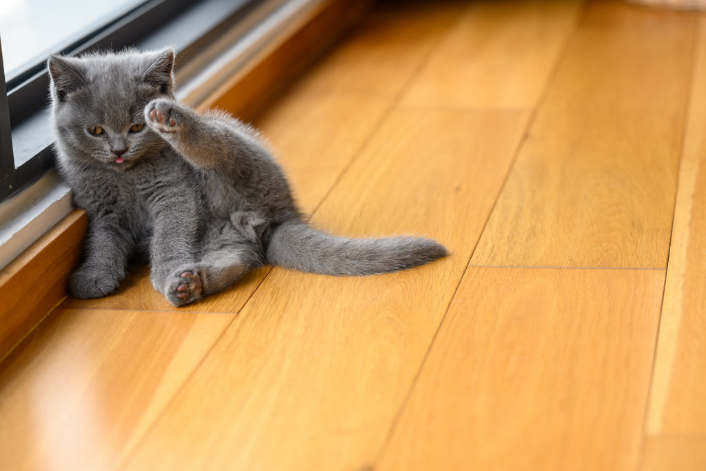 座り方からわかる猫の気持ち