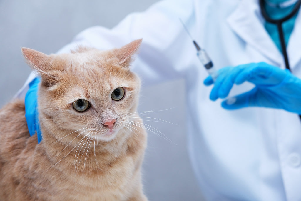 猫のワクチンの種類