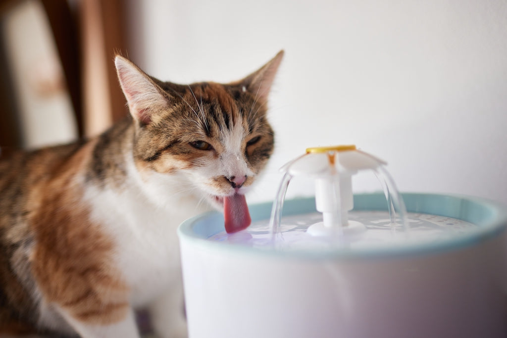 猫の夏バテの予防方法