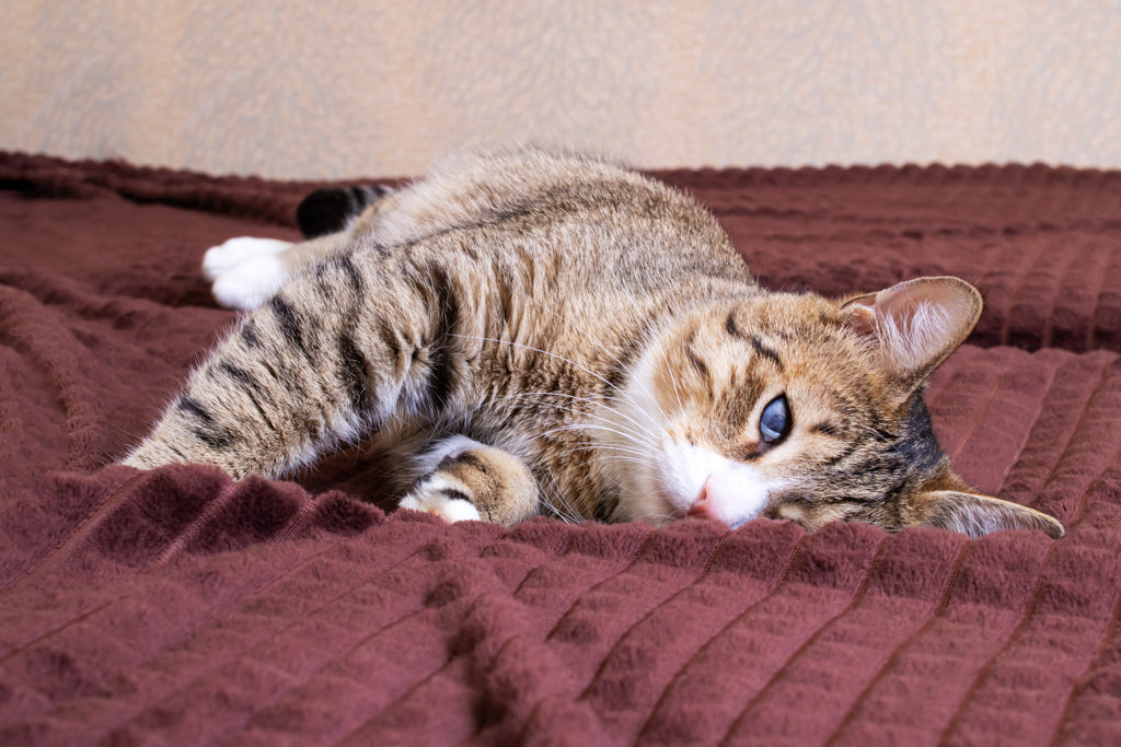 猫の白内障の症状