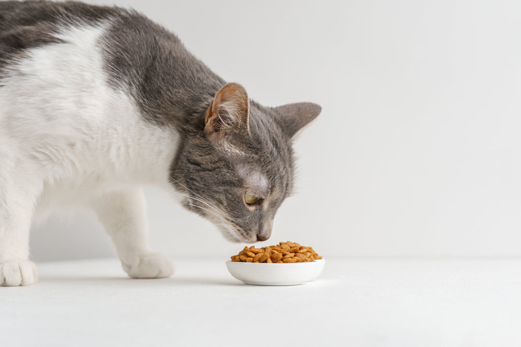 子猫のフード、食事回数、量について