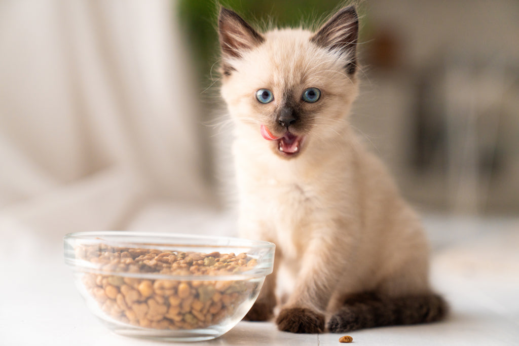 子猫がフードを食べないときの対処法
