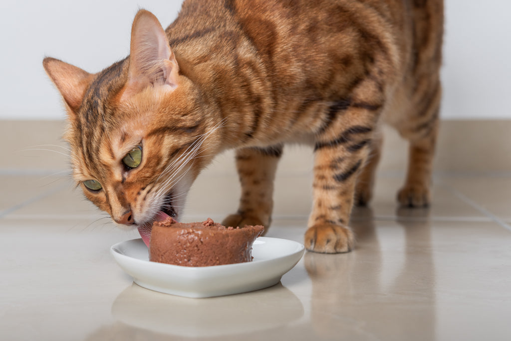 猫は完全肉食動物です