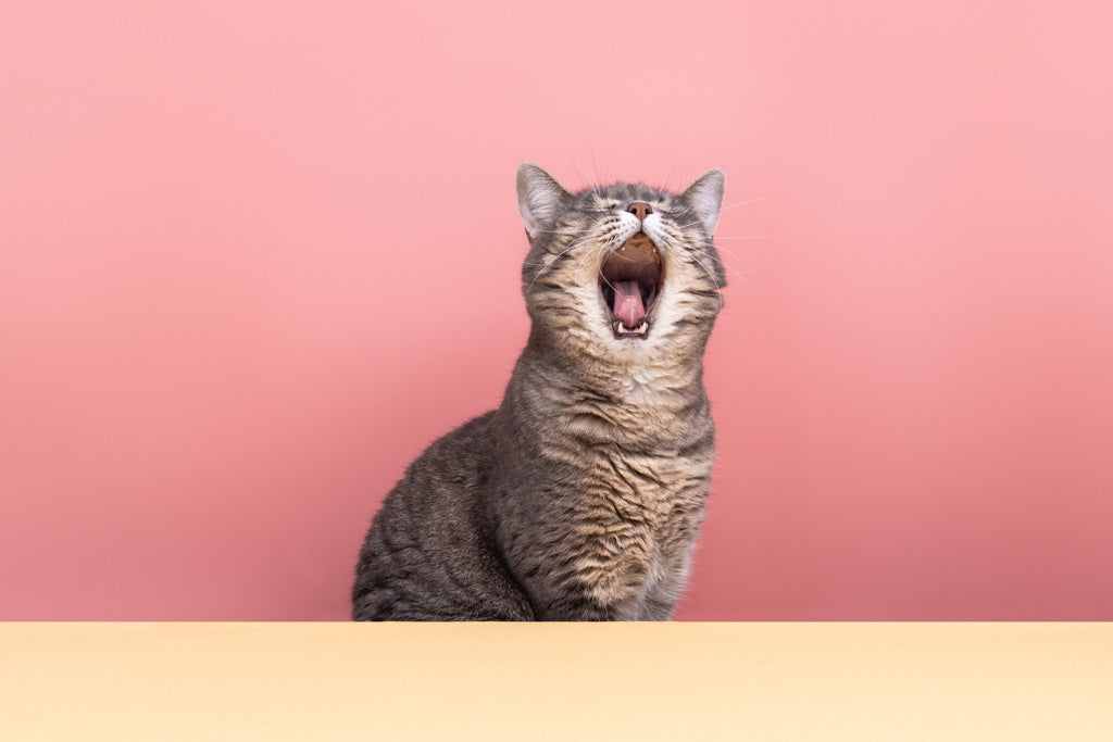 猫がずっと鳴いているのはストレスなのか？