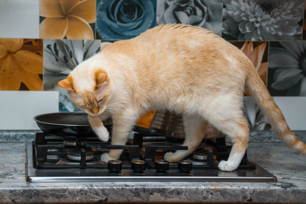 猫にとってキッチンは危険な場所