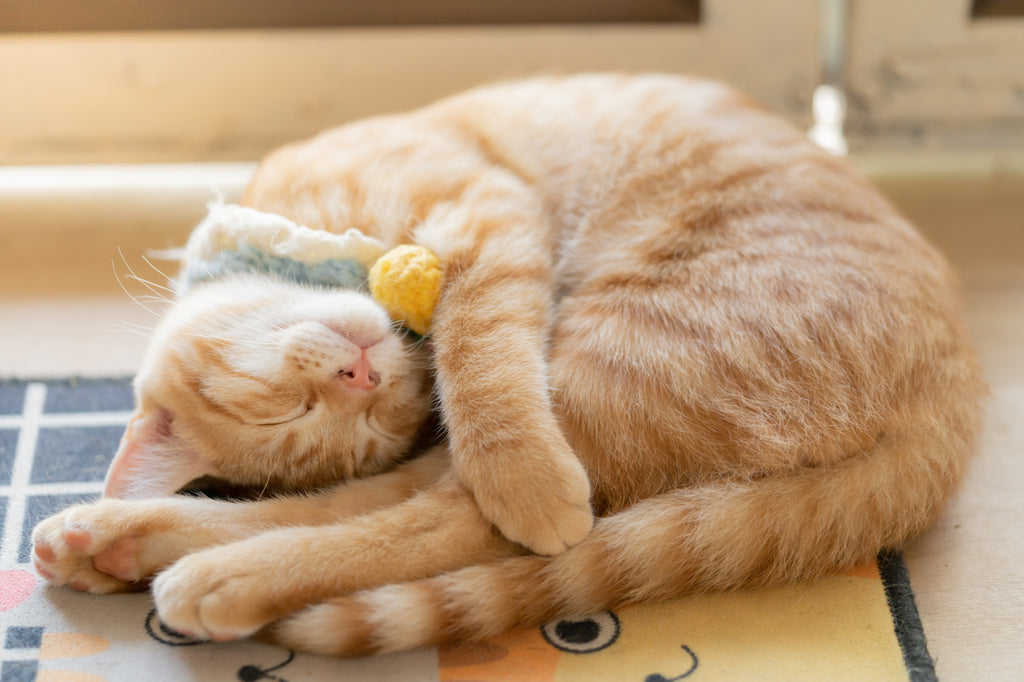 猫の平均的な睡眠時間は？