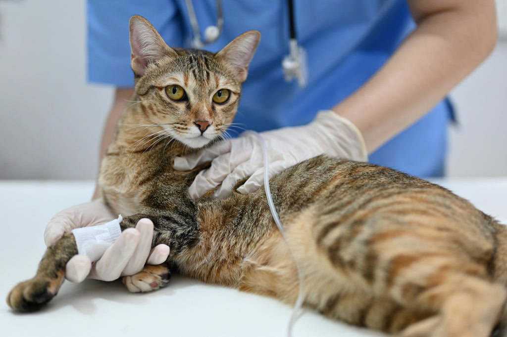 猫の尿石症の治療法