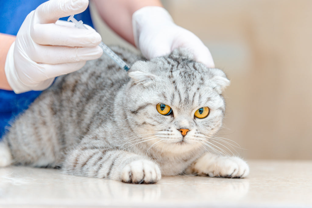 猫の糖尿病の治療法