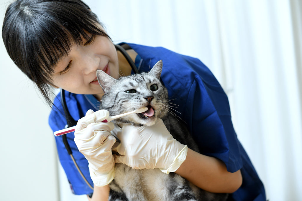 猫の歯周病の治療