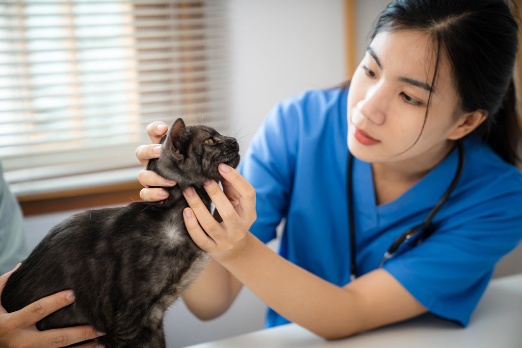 ノミ・ダニ駆除薬はどのタイプが一番良いのか？