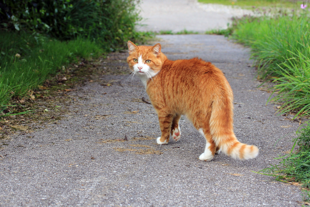 猫にマイクロチップは必要？