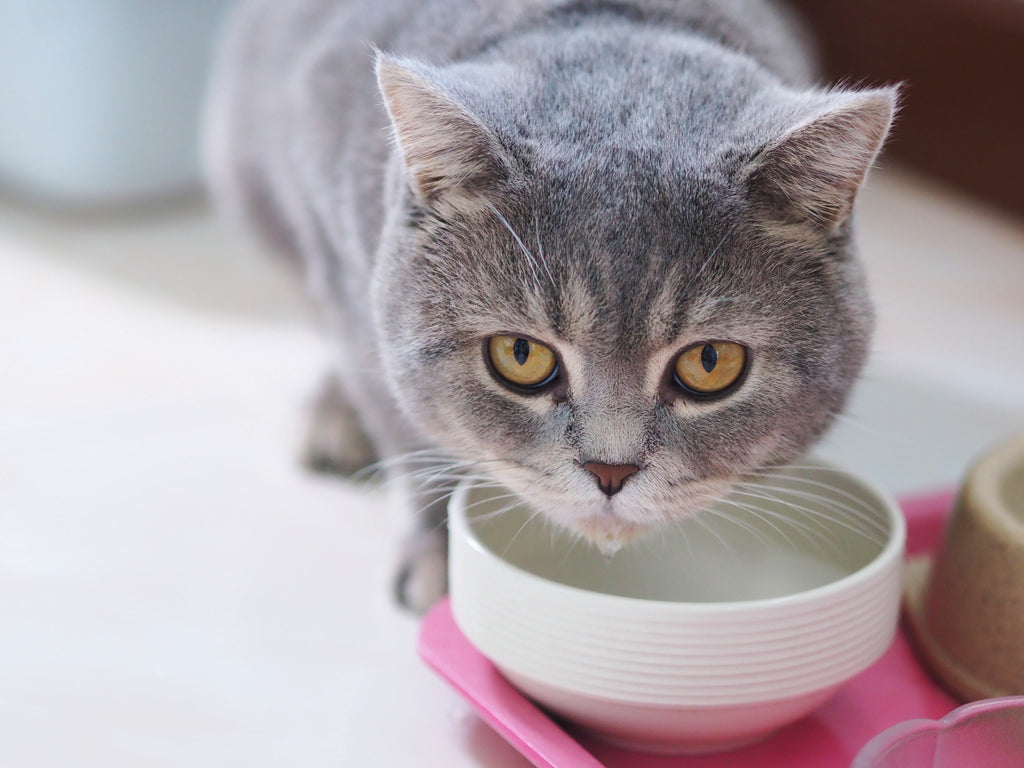 猫の膀胱炎を起こさないために