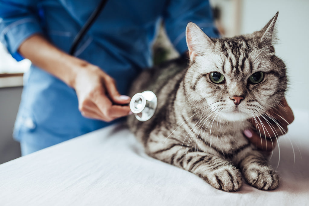 猫が健康診断を受ける年齢