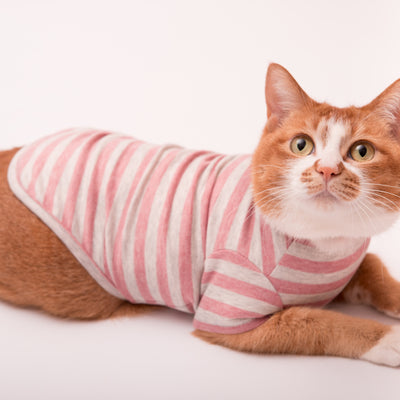 猫が服を嫌がる！猫に猫服を慣れてもらう方法とは｜ぽぽねこの読みもの 